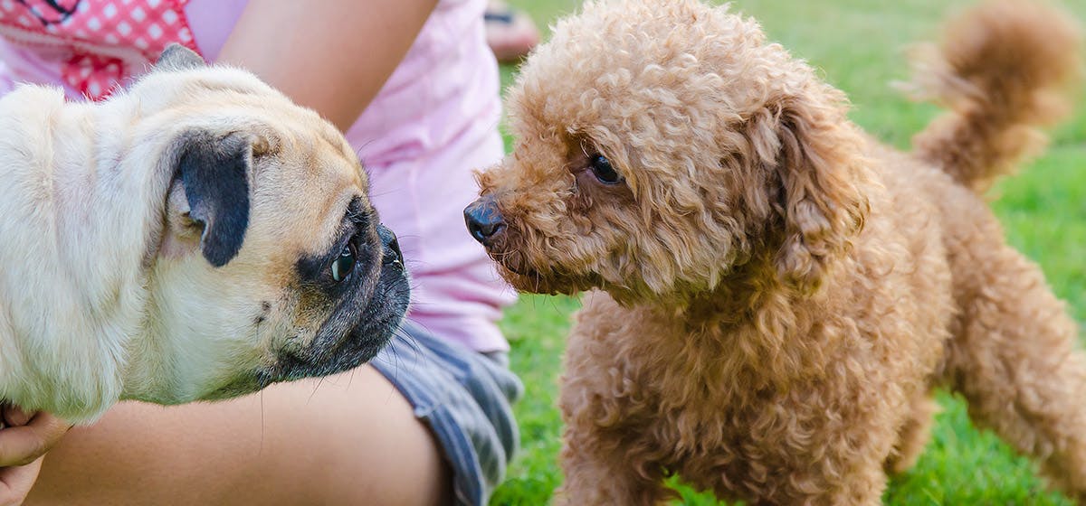 can-dogs-recognize-themselves-by-smell