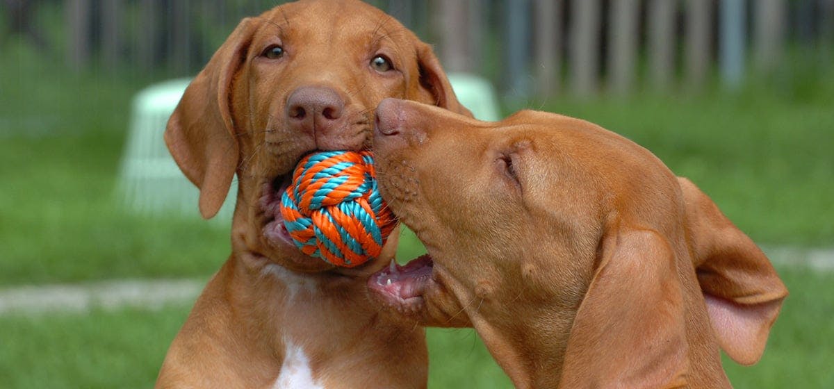 can-dogs-think-toys-are-puppies