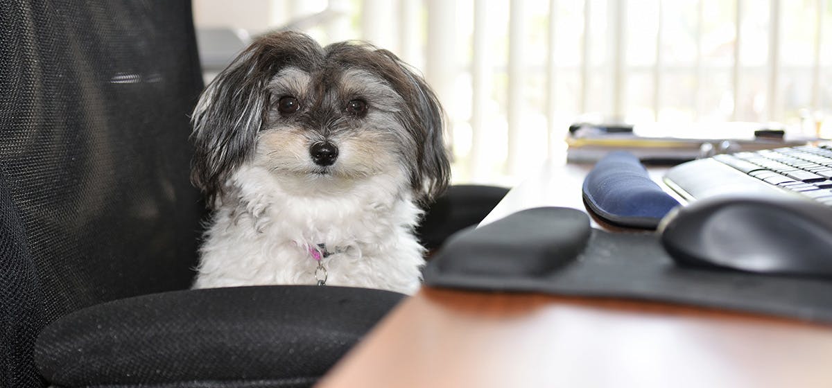 can-dogs-hear-computer-speakers