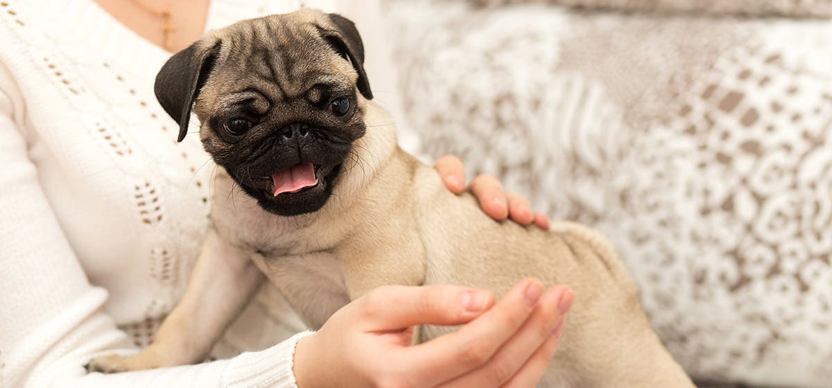 can dogs tell when you cry