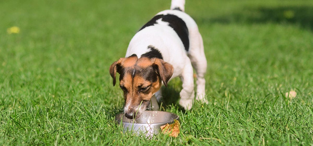 Can Dogs Taste Aloe Vera Juice? - Wag!