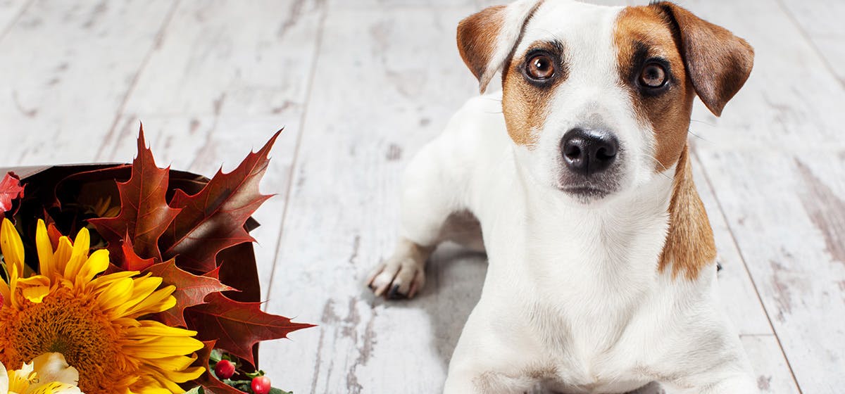 can-dogs-smell-through-coffee