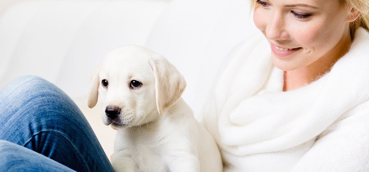 can-dogs-see-human-faces