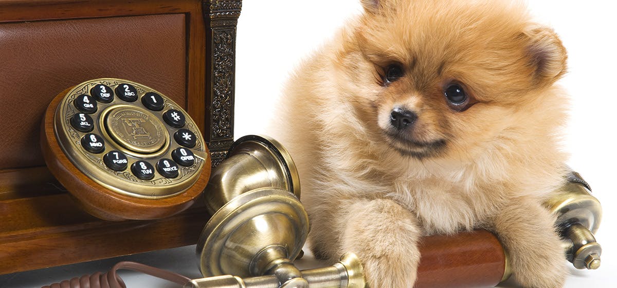 can-dogs-hear-telephones