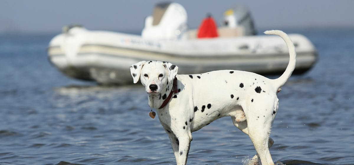 can-dogs-live-on-boats