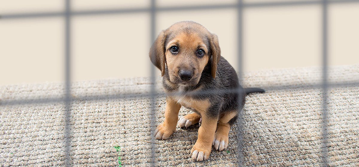 can-dogs-live-in-kennels