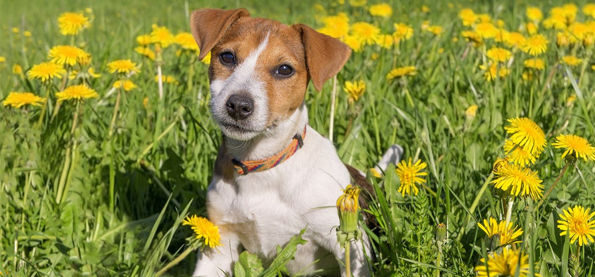 Can Dogs Taste Aloe Wag