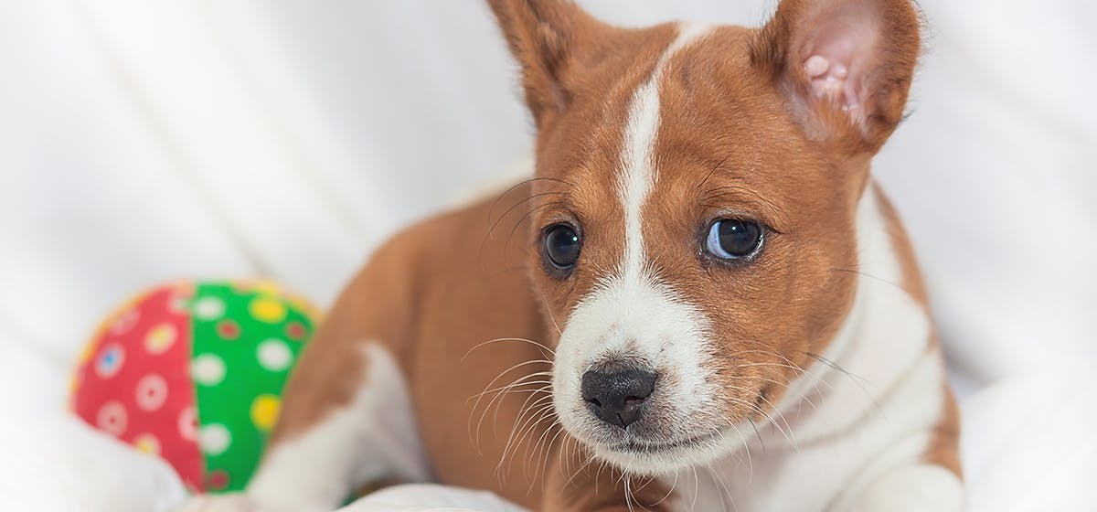 can a dog recognise itself in a mirror