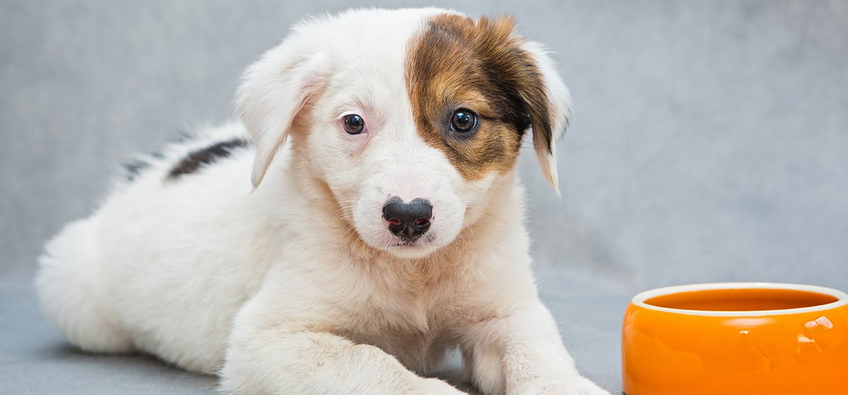 can-dogs-taste-mashed-food