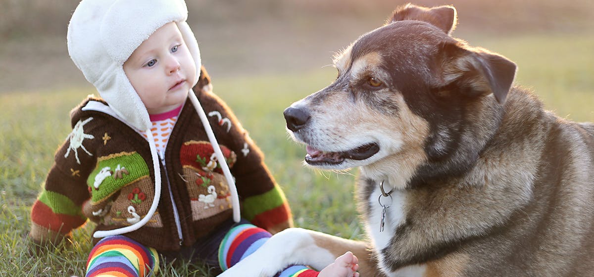 can-dogs-tell-human-gender