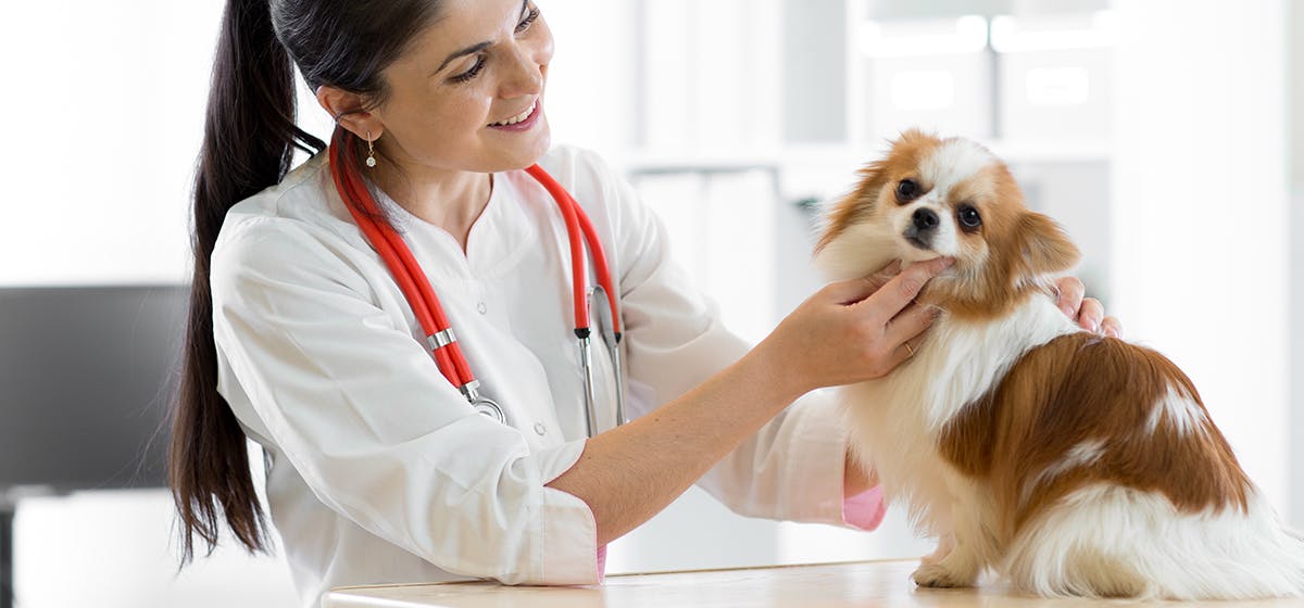 how long do dogs live with acute renal failure