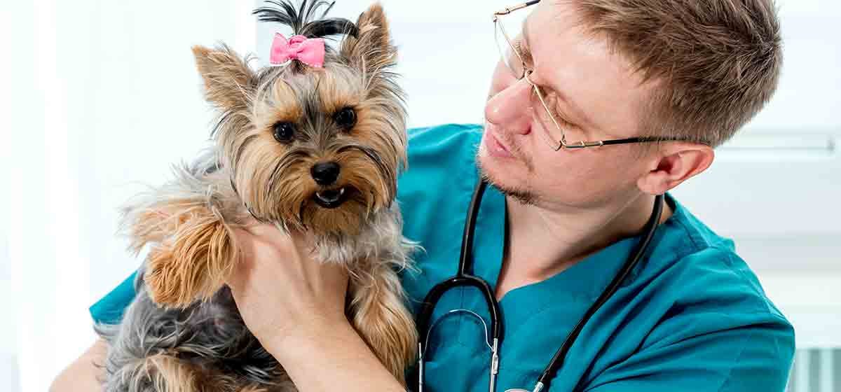 Can Dogs Live with One Kidney? - Wag!