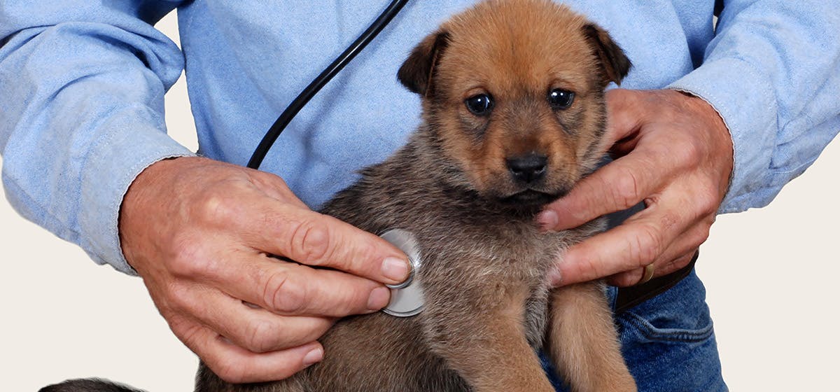 How long can a dog live with severe heart disease