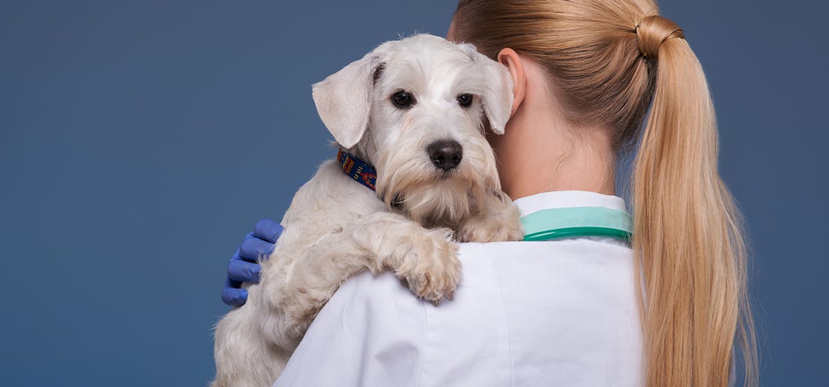 can-dogs-live-with-kidney-failure