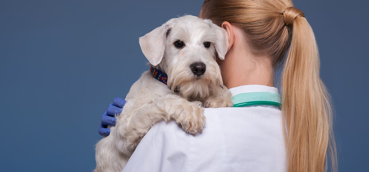 can dogs live with kidney disease