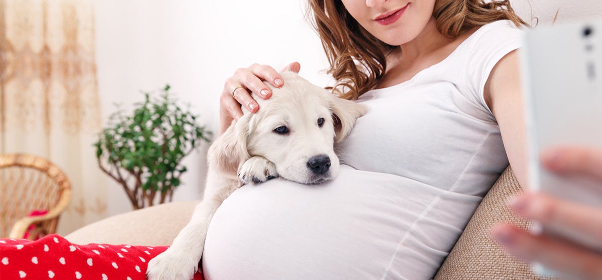 can dogs hear a fetal heartbeat