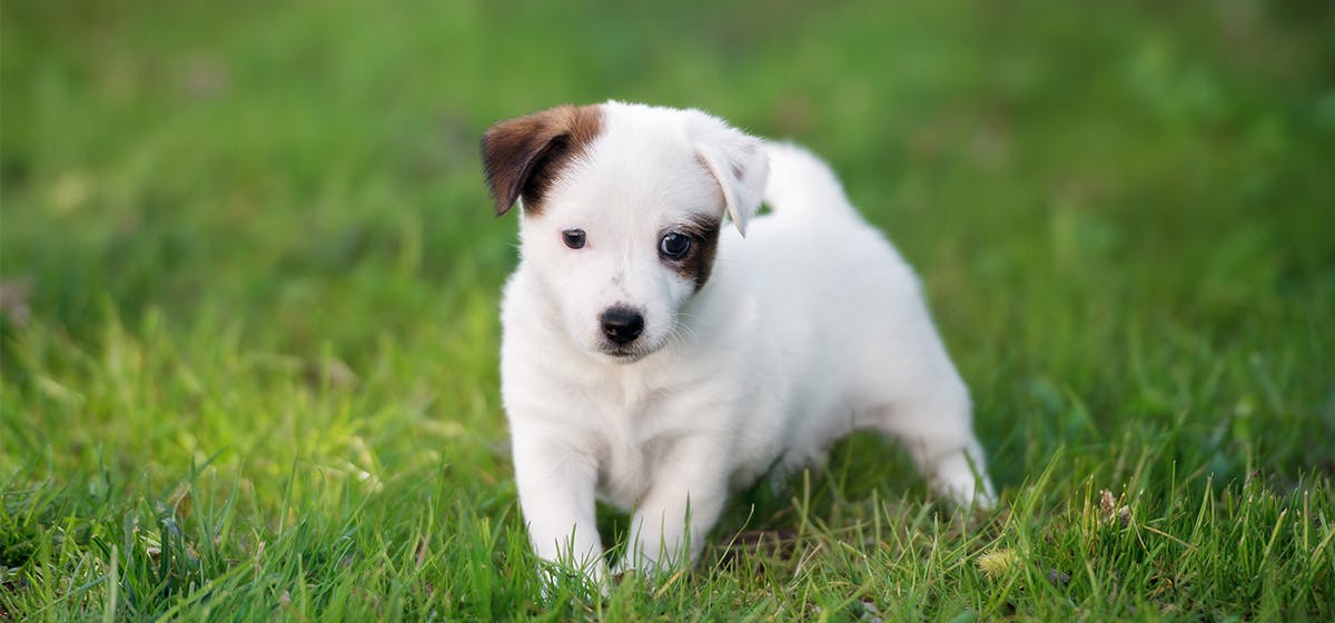 Fluffy eared hot sale dogs