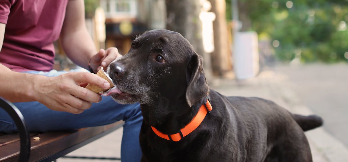 can-dogs-taste-ice-cream