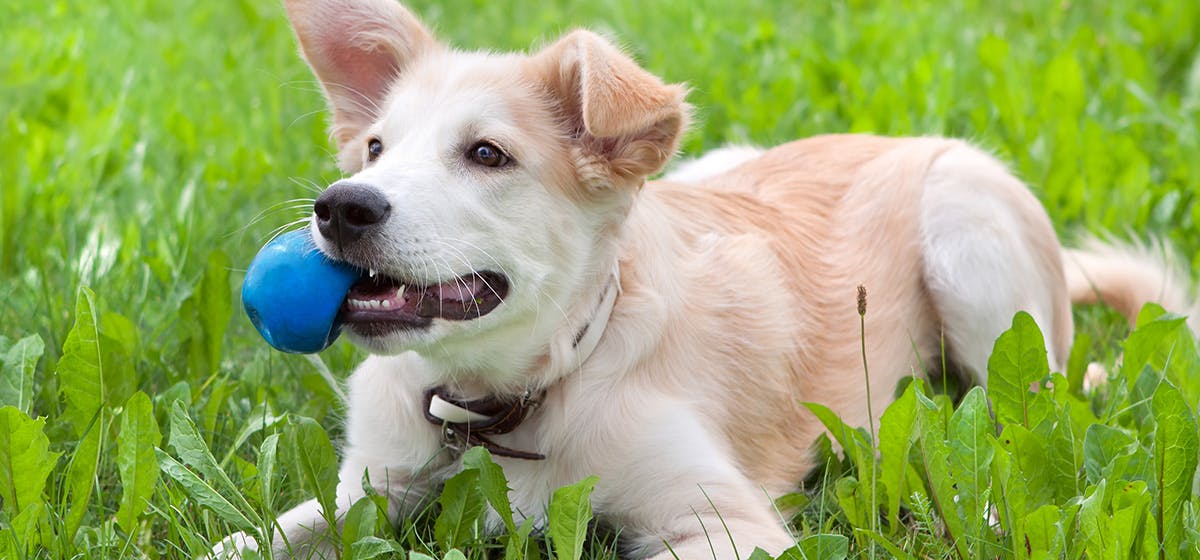 can-dogs-live-without-teeth