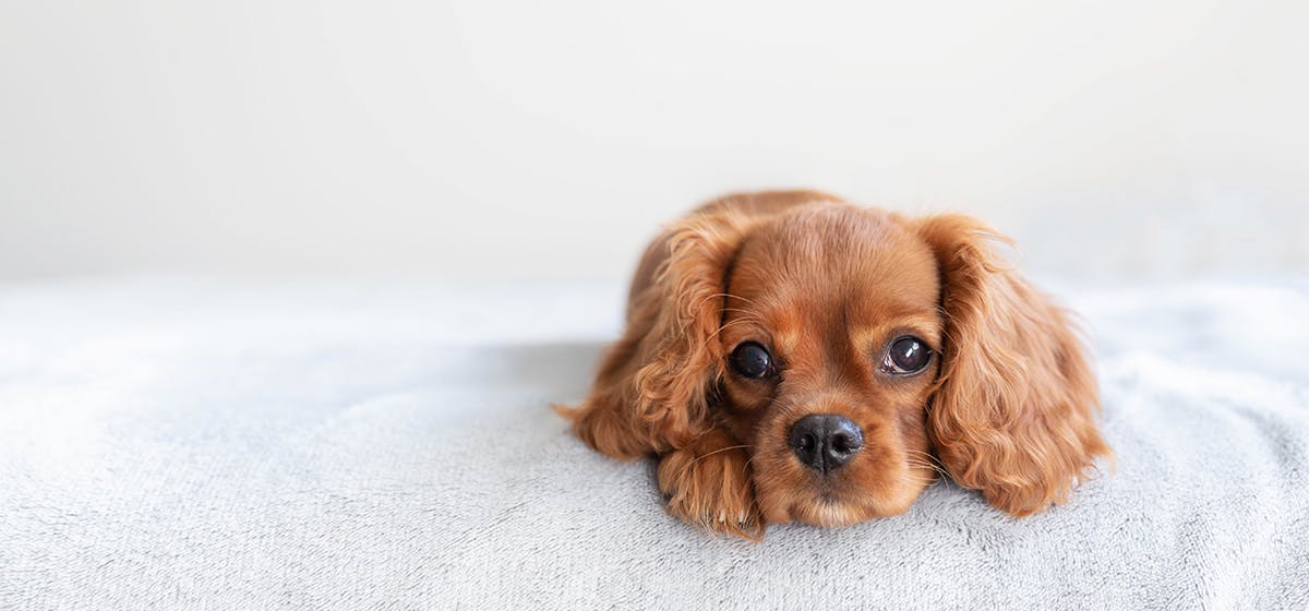 lethargic dog after vaccinations