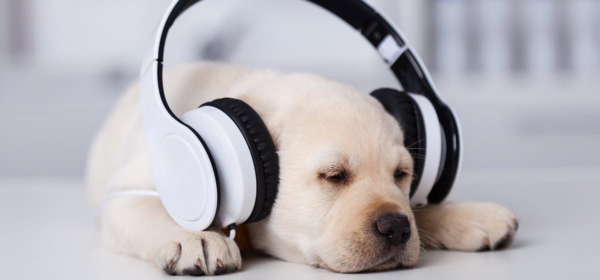 can ultrasonic waves hurt dogs