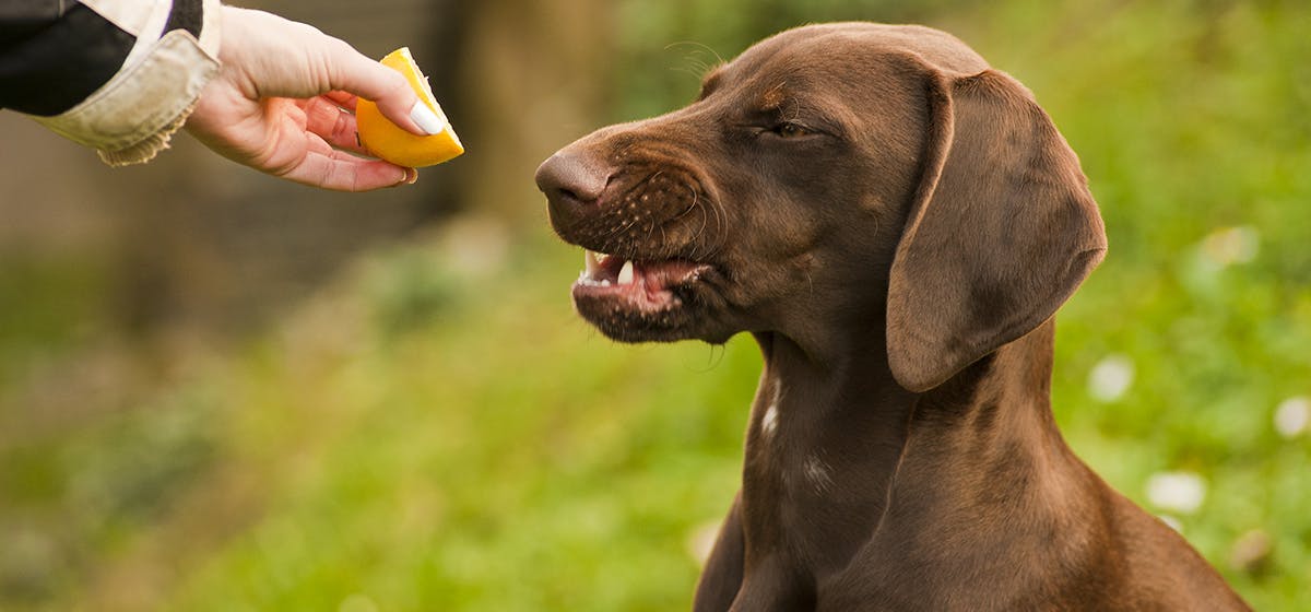 can-dogs-taste-lemon
