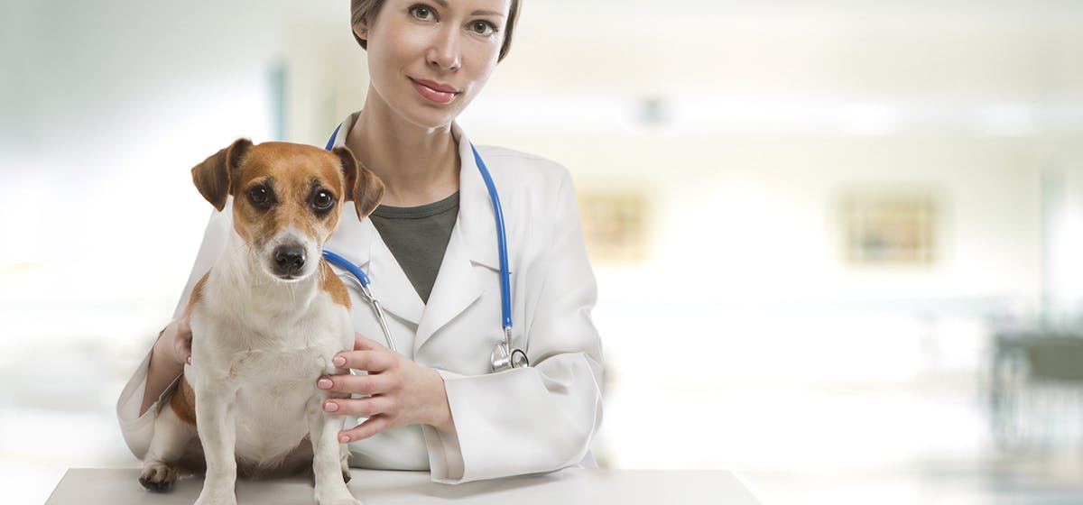 how long do dogs live with brain tumors