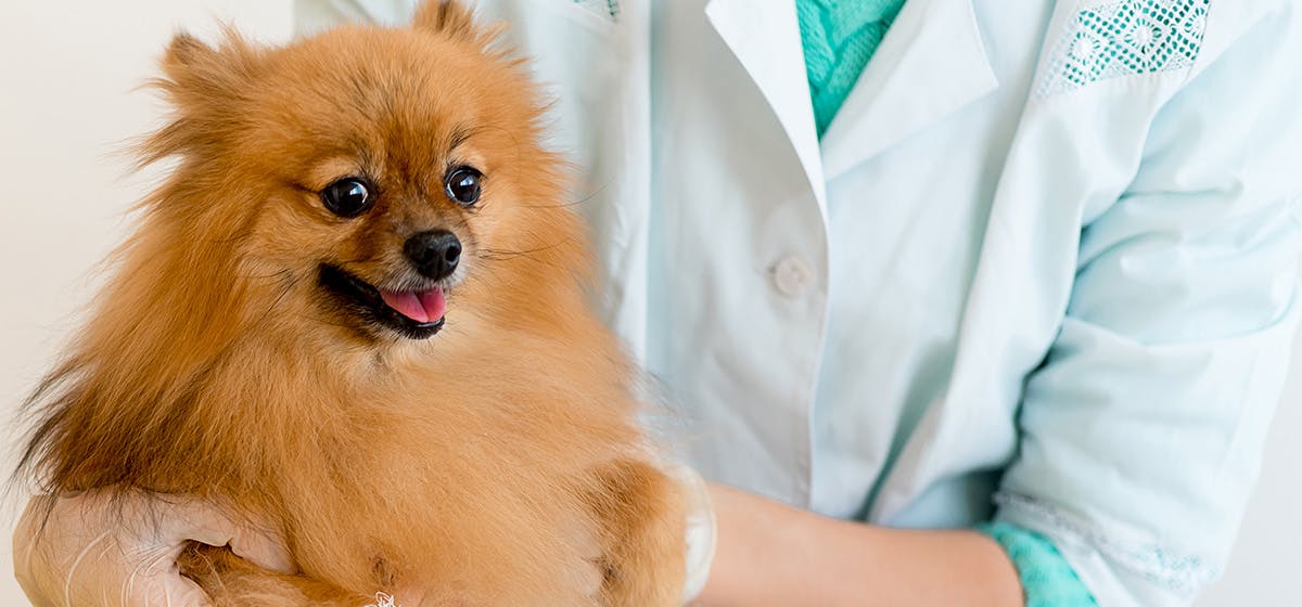 radiolucent bladder stones in dogs