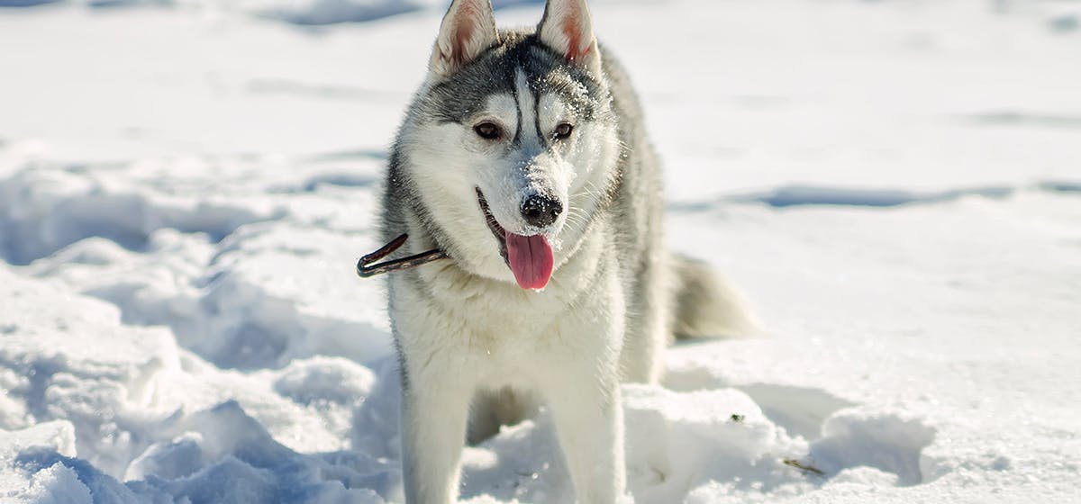 can-dogs-live-in-the-cold