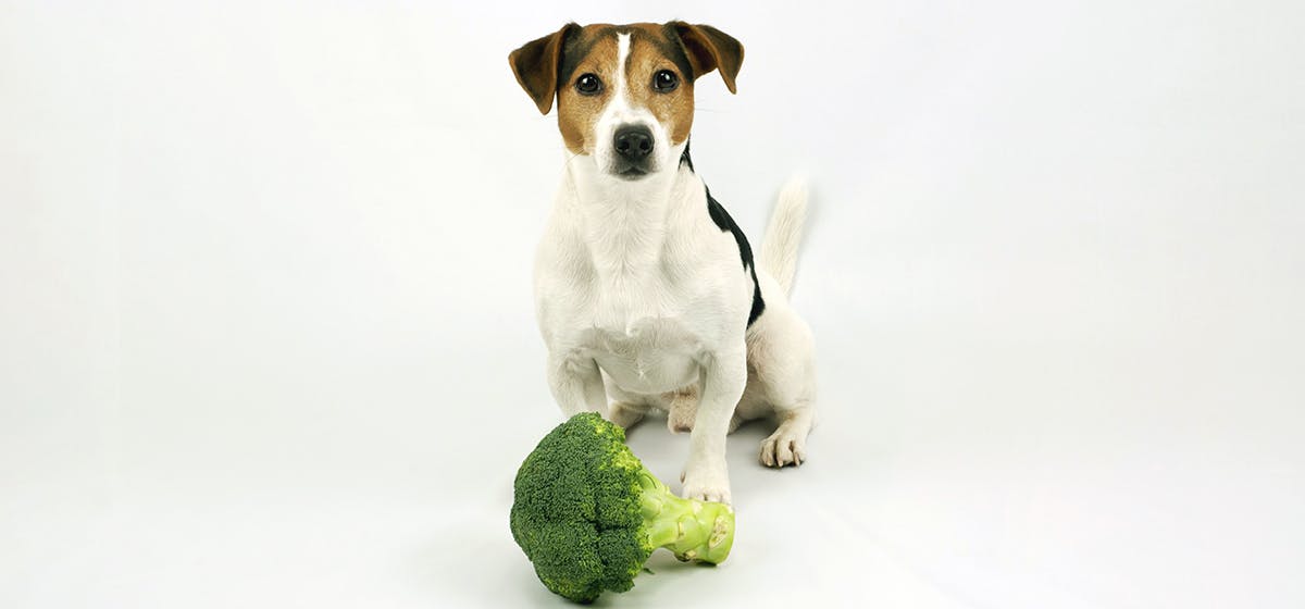 can dogs taste broccoli