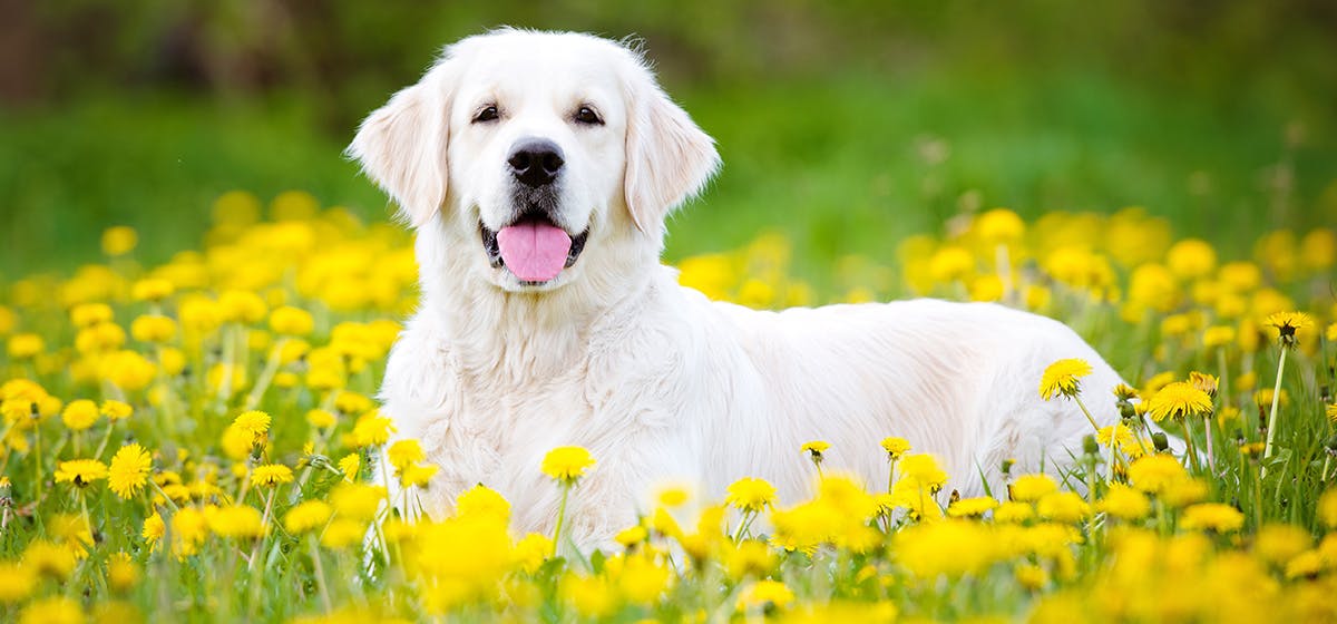 can-dogs-see-light-yellow