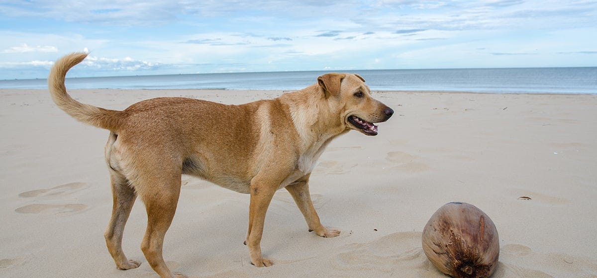 can-dogs-see-light-blue