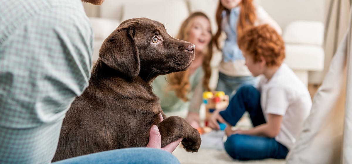 can-dogs-recognize-human-family-members