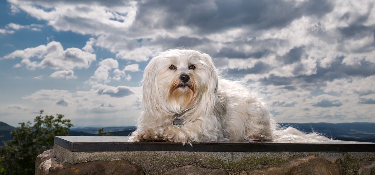 can-dogs-feel-when-a-storm-is-coming