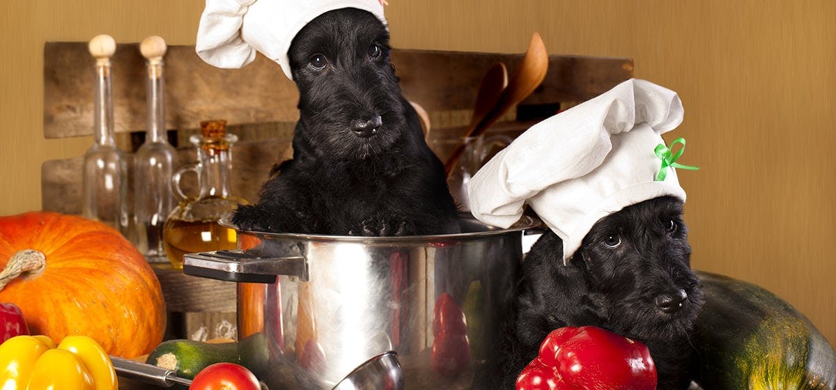 Can dogs eat acorn squash sale