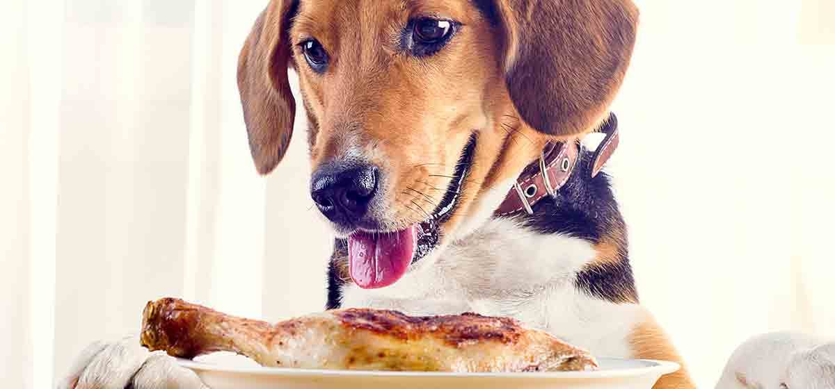 can-dogs-taste-savory-food