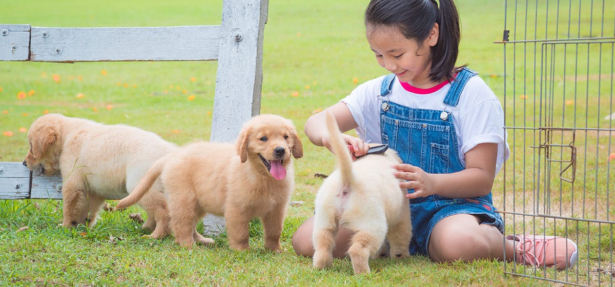 can-dogs-feel-bullying