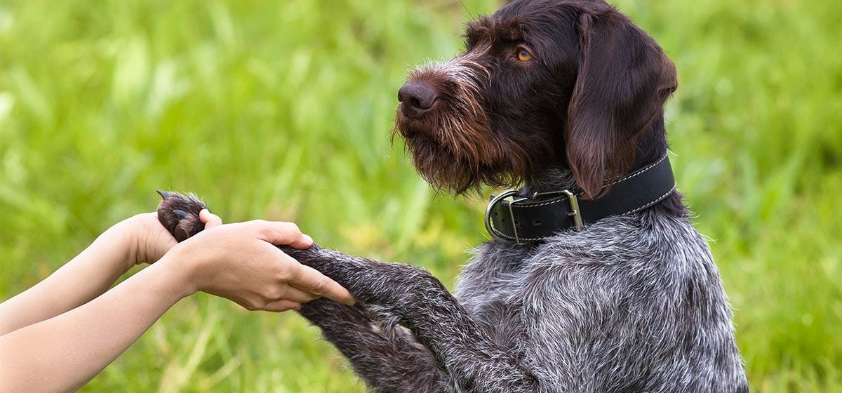 can-dogs-hear-rodent-repellers