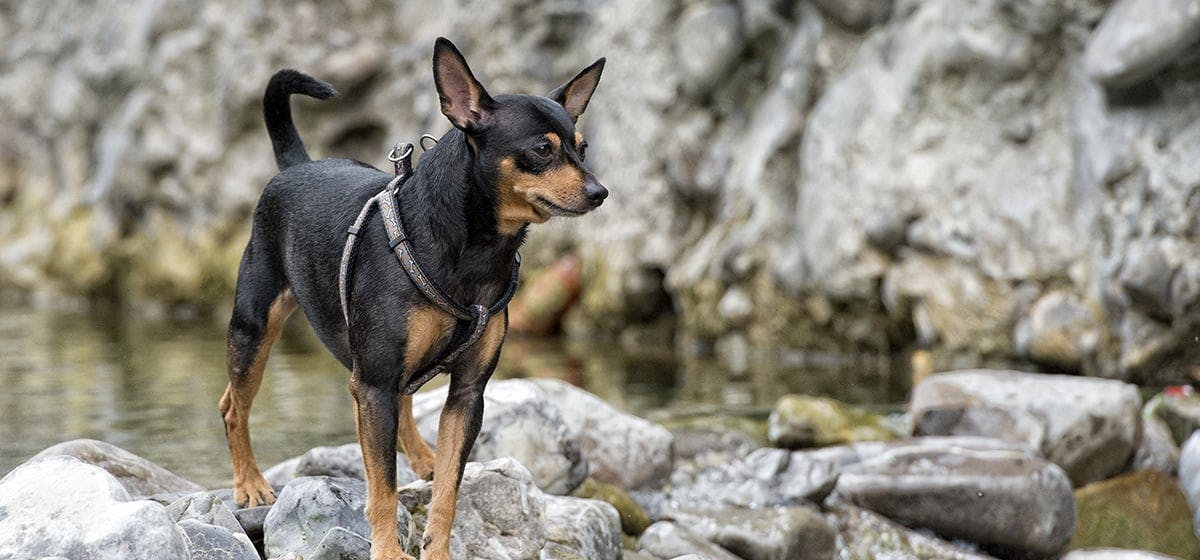 what happens when dogs eat frogs