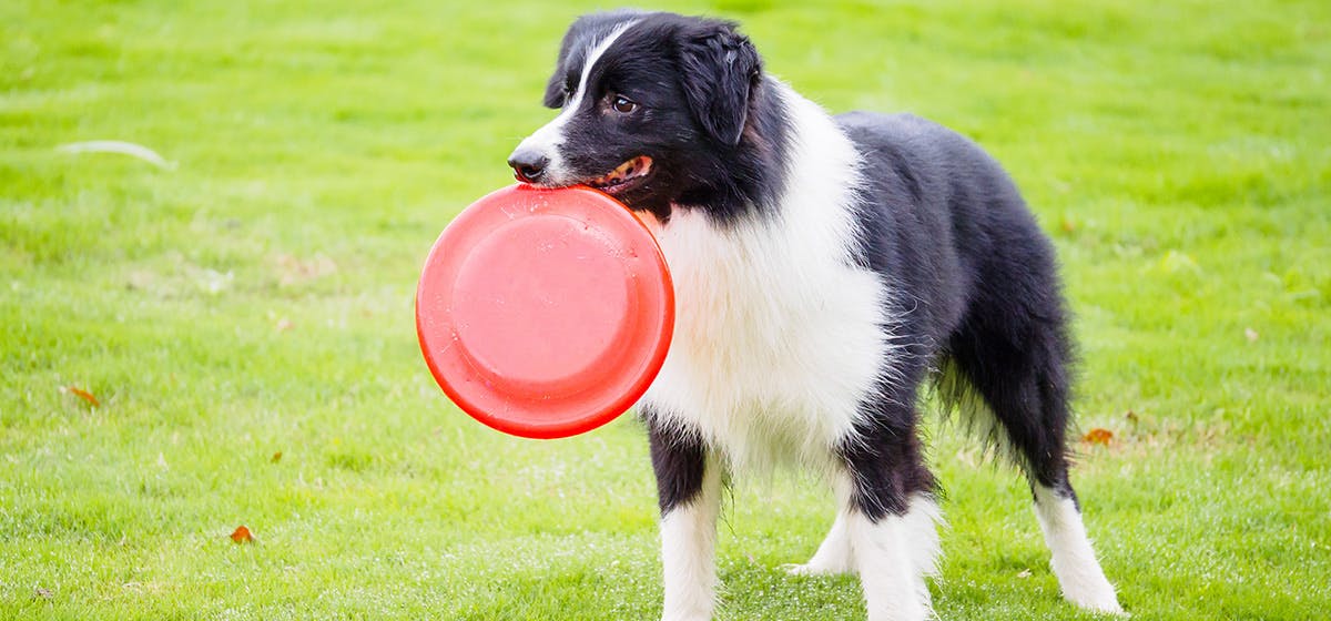 dog playing frisbee