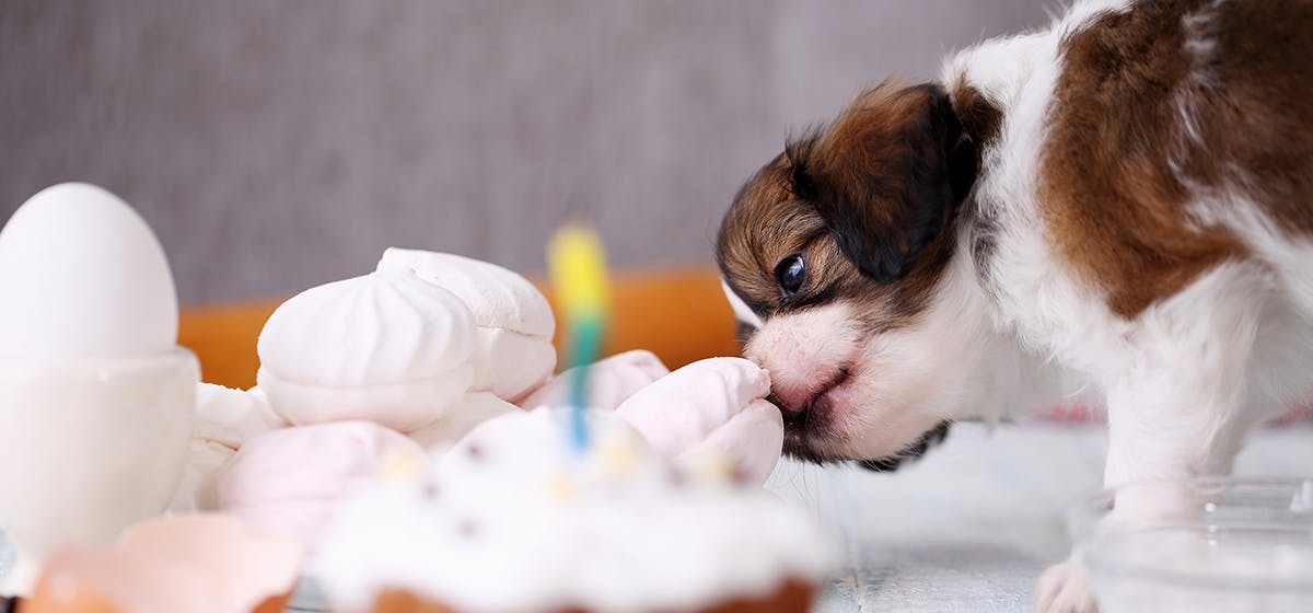 can-dogs-taste-fizzy-food