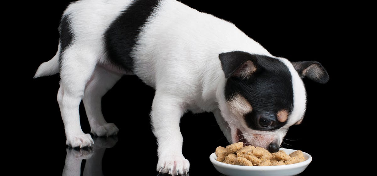 can-dogs-taste-brown-rice
