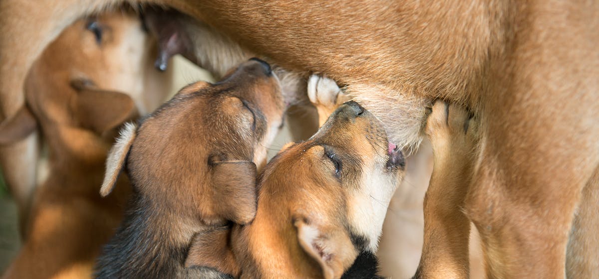 can-dogs-drink-breast-milk