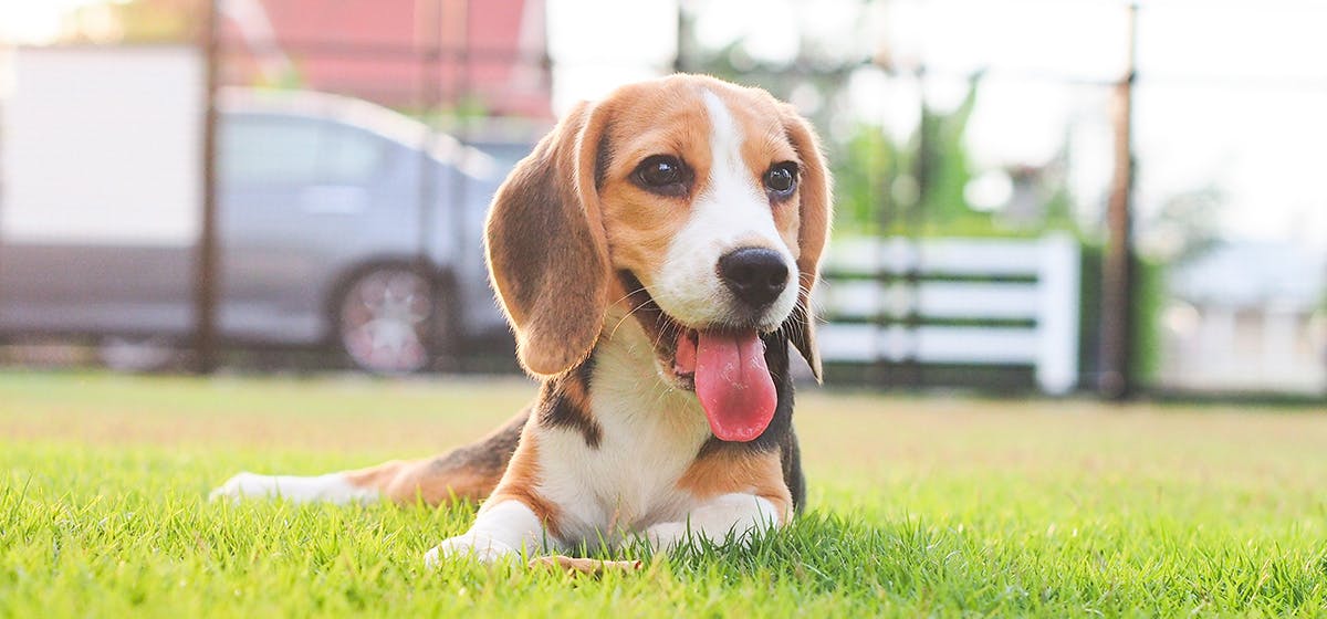 unsweetened applesauce for dogs