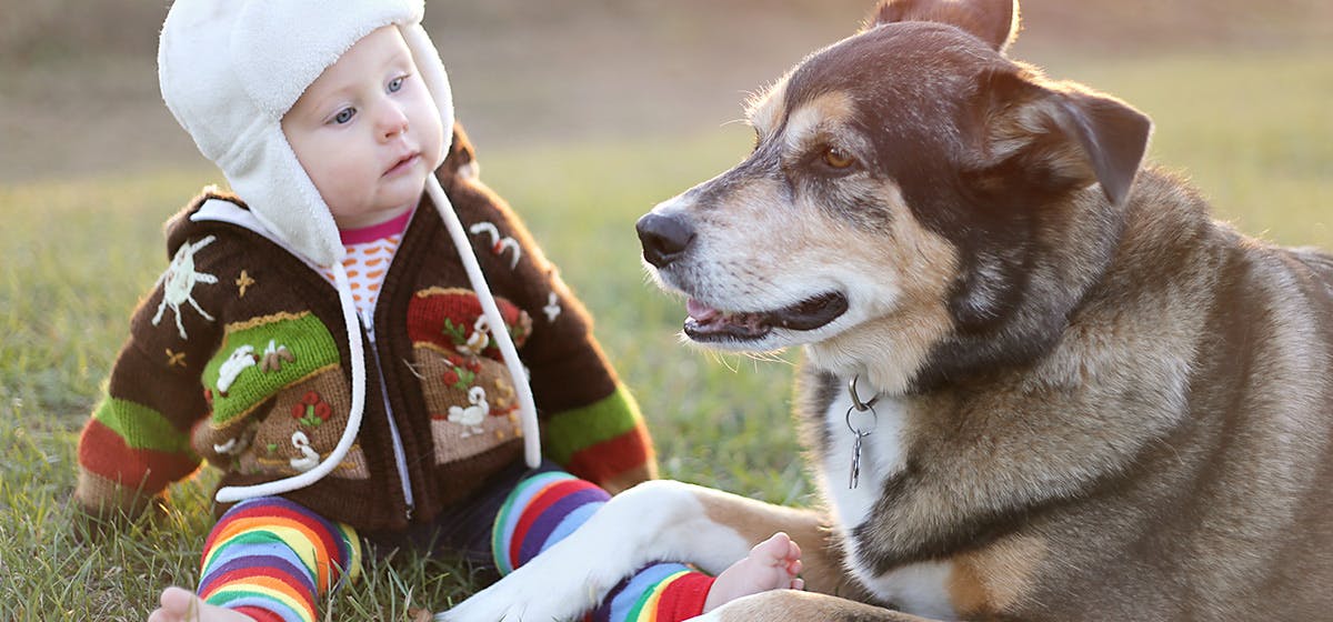 can babies and dogs communicate