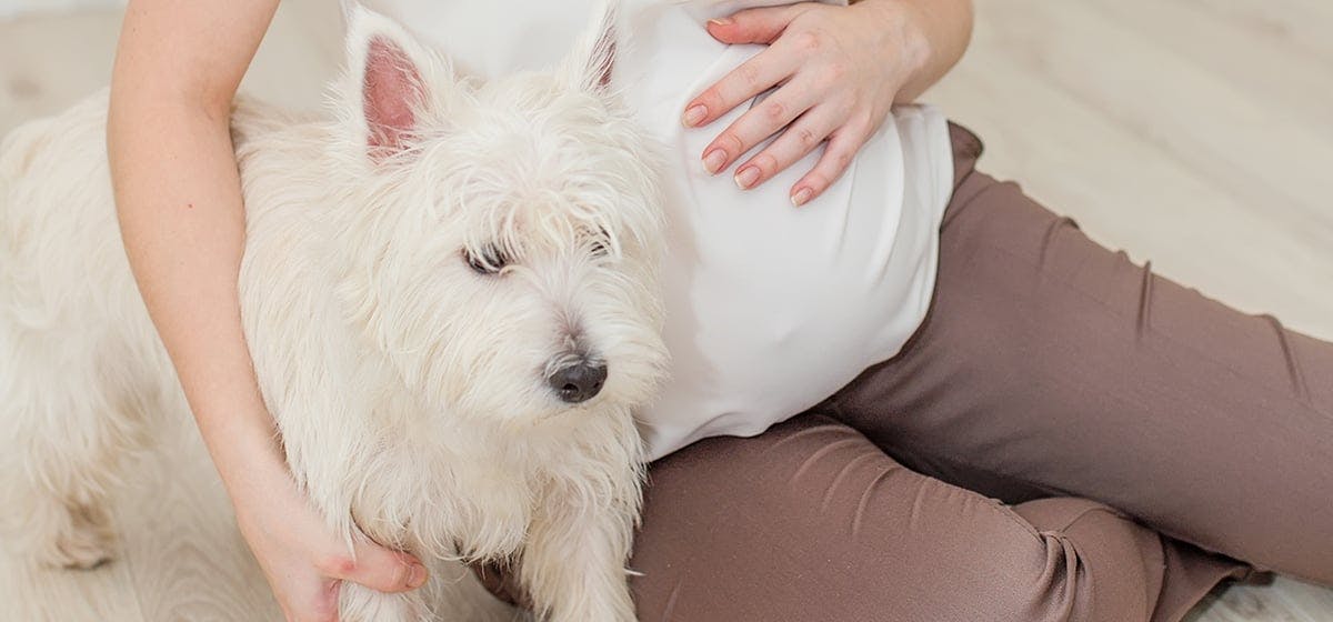 Can Dogs Feel If You Are Pregnant