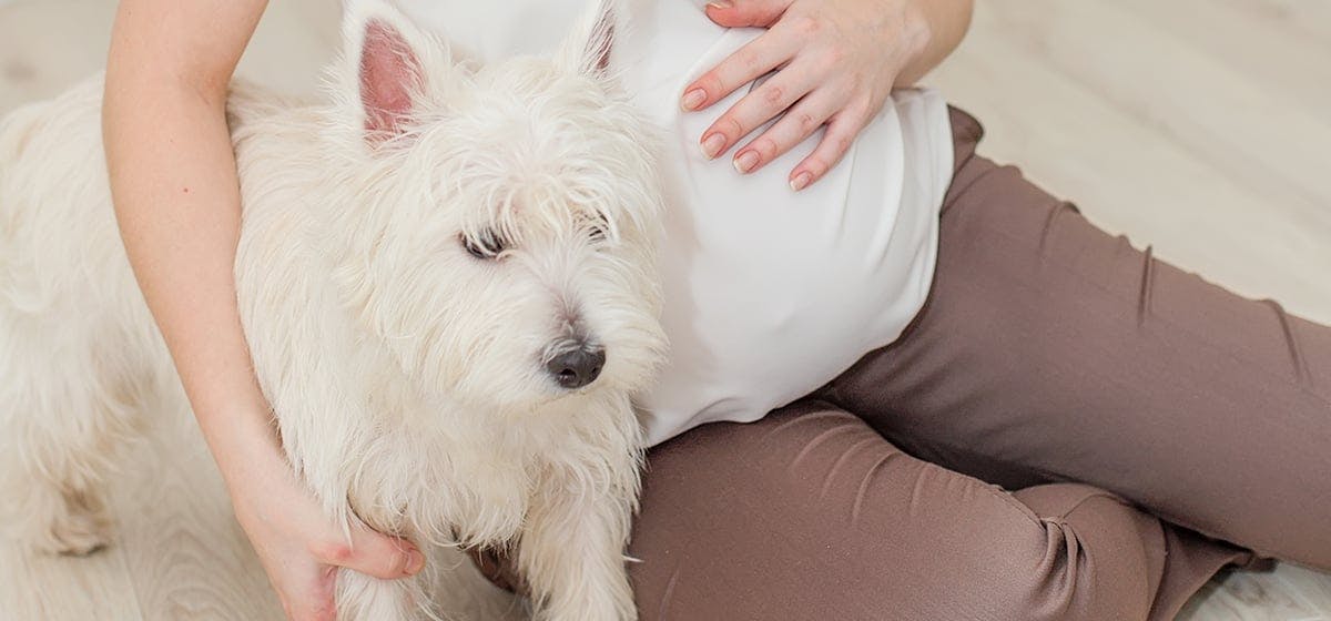 Dog Smelling Pregnant Belly - pregnantbelly