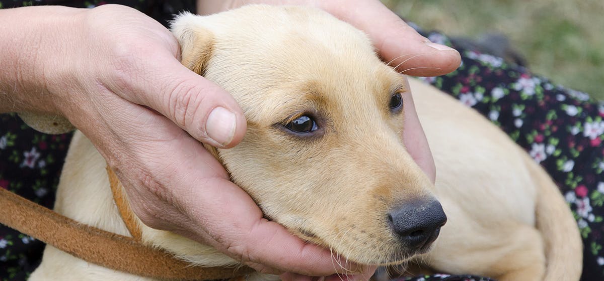 Can Dogs Smell Human Urine? Wag!