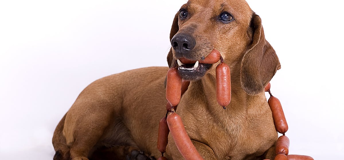 can-dogs-taste-meaty-food