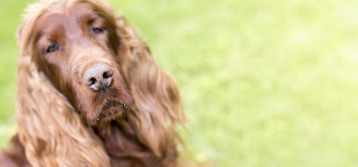 sunburned dog nose